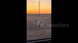 Playful baby goat hitches ride on mum's back