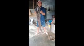 A man fishes a giant catfish weighing 32 kg in Viet nam
