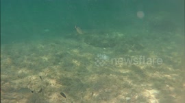 Under the sea