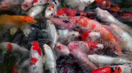 Colourful koi carp feeding in Thailand.