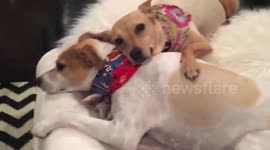 Dogs Cuddling Super Cute Video