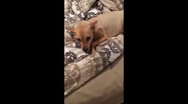 Dog gets angry when owner calls her 'fat'