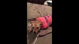 Dog is Protective of her Heating Pad Video
