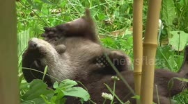 DUPLICATE Playful otter likes to juggle stones