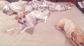 Funny Guilty Dog in Figuring Out Who Peed in the Room Video