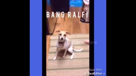 Funny Dog Gun Trick Reaction Ralfi vs Olive Video