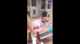 Funny Dog Twerking Video
