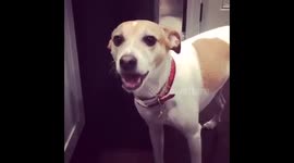 Funny Dog Knows how to Correctly Eat a Pistachio Video