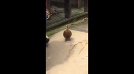 Ducks enjoying the sunshine - it's always nice weather for ducks!