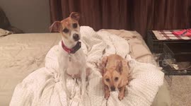 Funny Dogs Turn Heads to Harmonica Sound Video