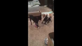Funny Dogs Playing with Voices Video
