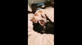 Doberman and Jack Russel Mix Dogs Play Together as Best Friends Video
