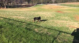 How To: Funny Dog Exercising 101 Video