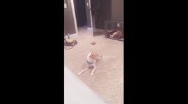 Funny Dog Does Not Needs Anyone Else to Play Video