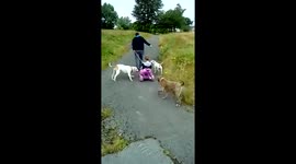 kid falls.. loads of love from the dog..