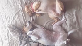 Funny Dogs Don't Move a Muscle Video