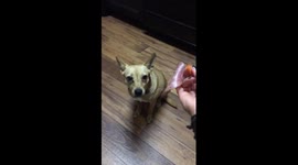 Funny Dog Chooses Tomato vs Salami Video