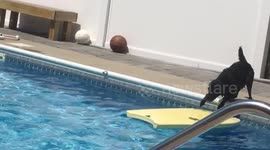 Intelligent dog crosses pool on bodyboard