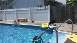 Dog just wants to bodyboard!