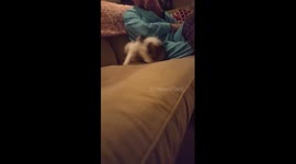 Adorable, tiny puppy does a front flip
