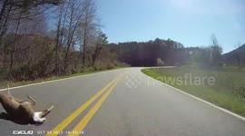 Professional cyclist almost hits a deer