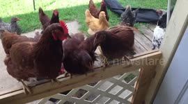 Hungry chickens will do anything for food