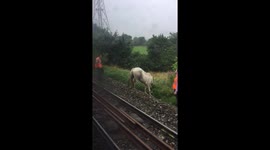 Horse has brought this morning commute to standstill