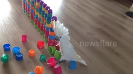 Careless cockatoo knocks over row of cups in its Netherlands home