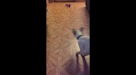 Siamese Cat Thinks It's A Dog Playing Fetch