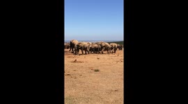 Elephants at a safari in South Africa