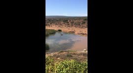 Zebras chilling out by the lake