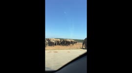 Herd of Elephants on a safari