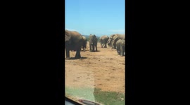 Elephants relaxing by a lake