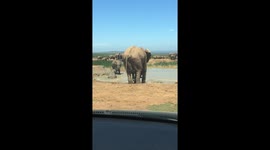 Elephants play fighting by a lake