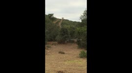 Giraffes standing around in an open field in South Africa