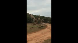 Giraffes strolling in a field