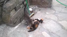 Sad video shows kitten trying wake dead little brother