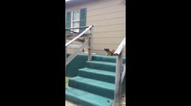 Cute puppy