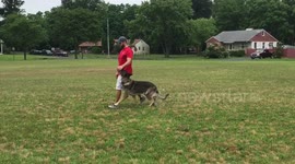 German shepherd obedience