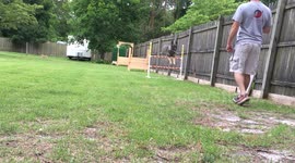 German Shepherd sport work