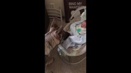 German Shepherd meets baby