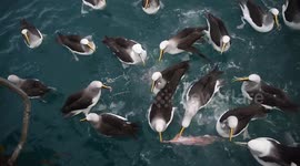 Buller's albatross fighting over fish offal