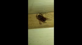 False Widow Spider Close up footage