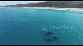 Humpback whales in turquoise ocean