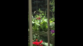 Adorable footage of a hummingbird dozing off
