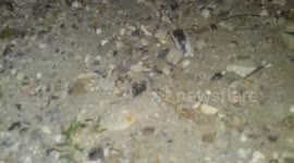 Rare Stag Beetle found