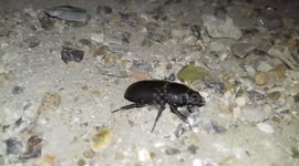 Rare Stag Beetle footage