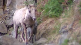 Cute newborn bighorn sheep in traffic at Yellowstone