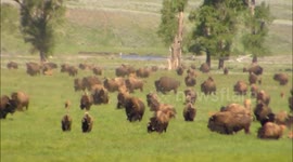 American Bison stampede in Yellowstone National Park