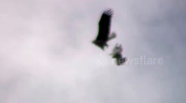Red-tailed hawk dive bombs Bald Eagle in flight